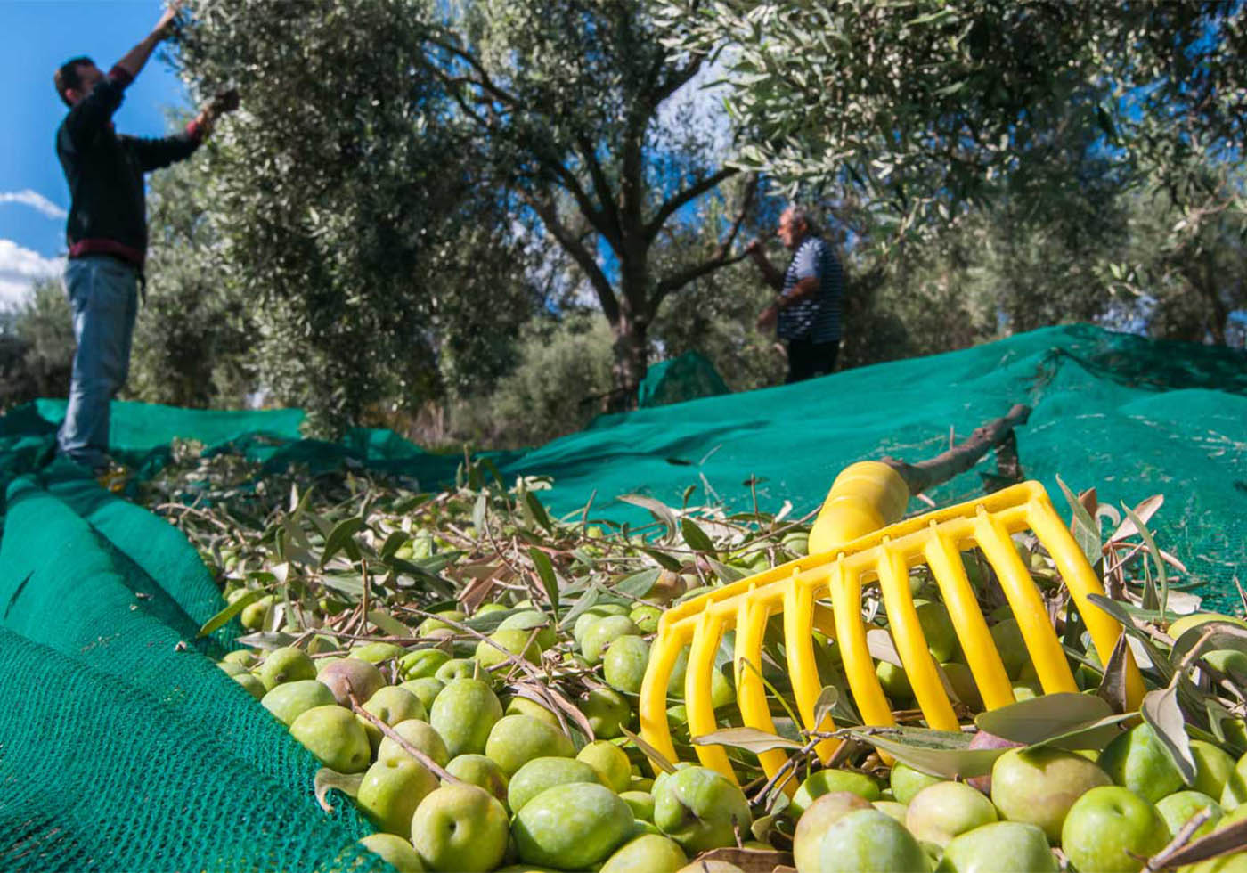 La coltura delle Olive: un'antica tradizione Siciliana - Olio Camastra - Cooperativa Olivicoltori Santo Stefano di Camastra