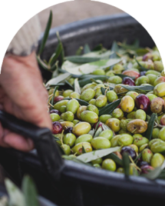 Olio extravergine di oliva - Santo Stefano di Camastra